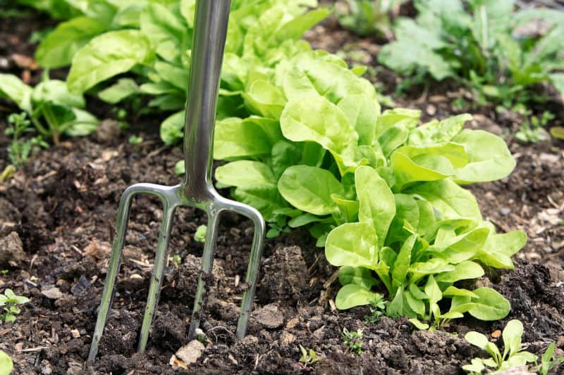 Garden fork in soil