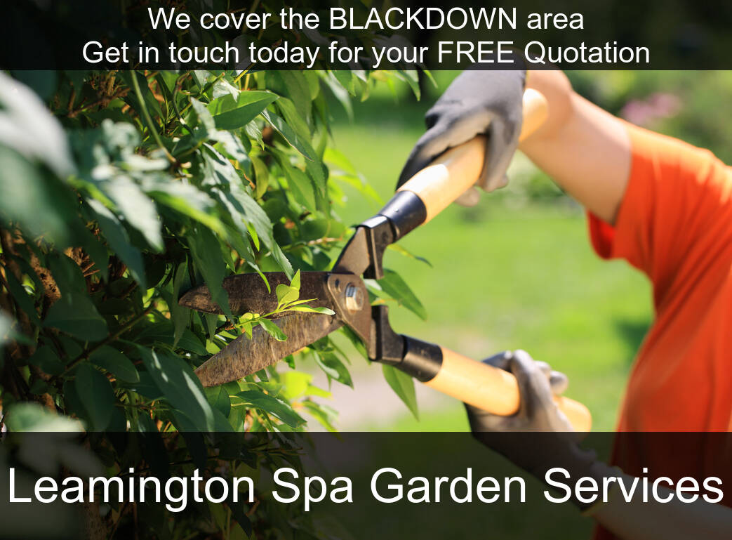 Hedge Maintenance Services in Blackdown