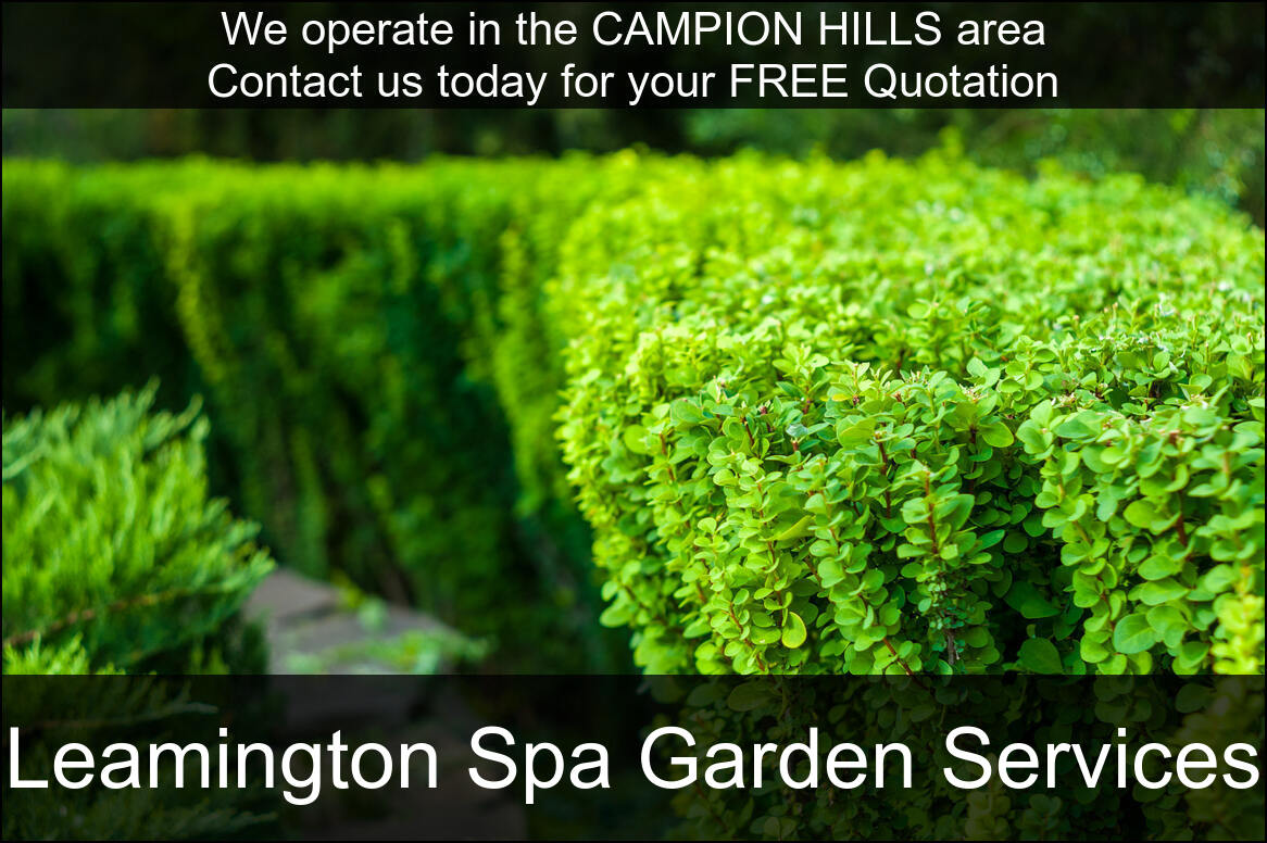 Hedge Maintenance Services near Campion Hills