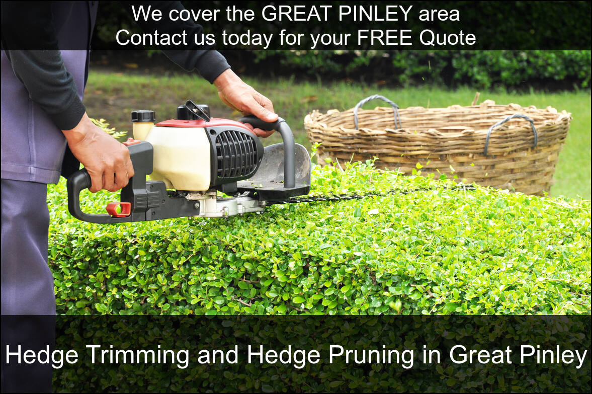 Hedge Maintenance Services in Great Pinley