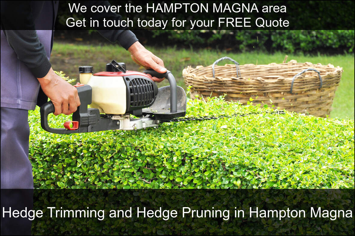 Hedge Maintenance Services near Hampton Magna