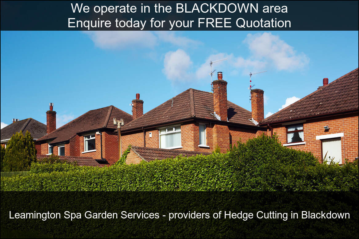 Hedge Maintenance in Blackdown