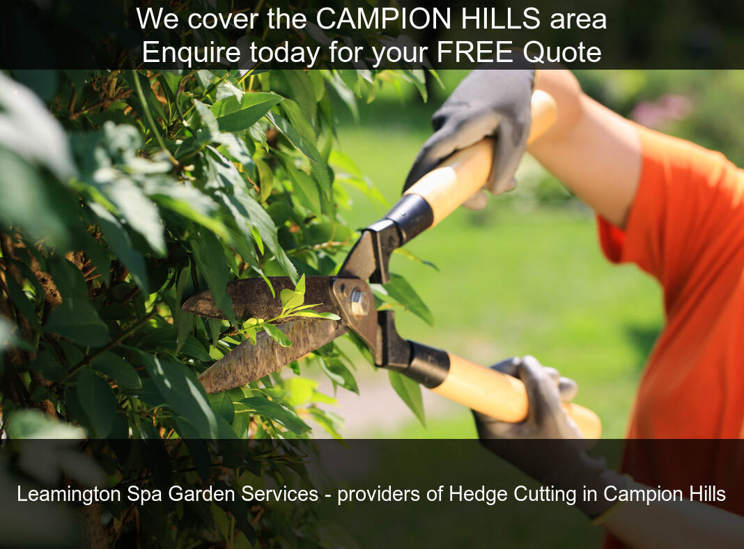 Hedge Maintenance in Campion Hills