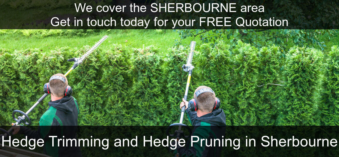 Hedge Maintenance near you in Sherbourne