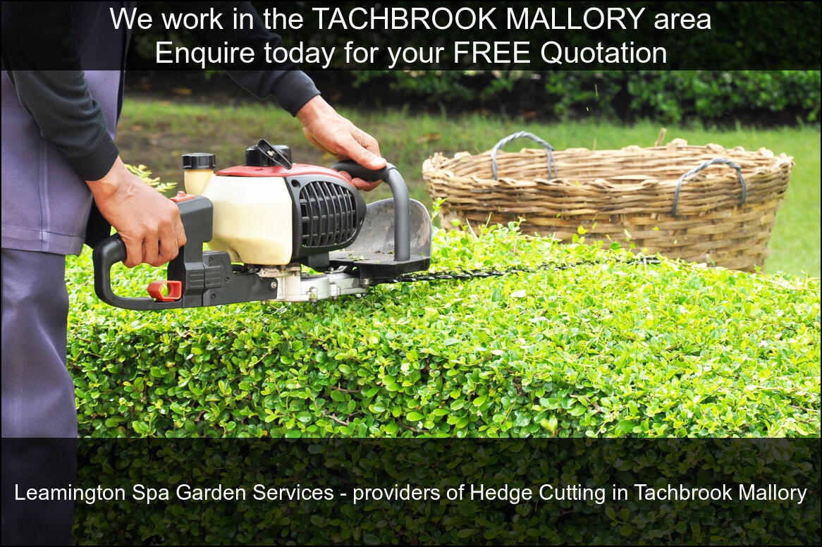 Hedge Maintenance near you in Tachbrook Mallory