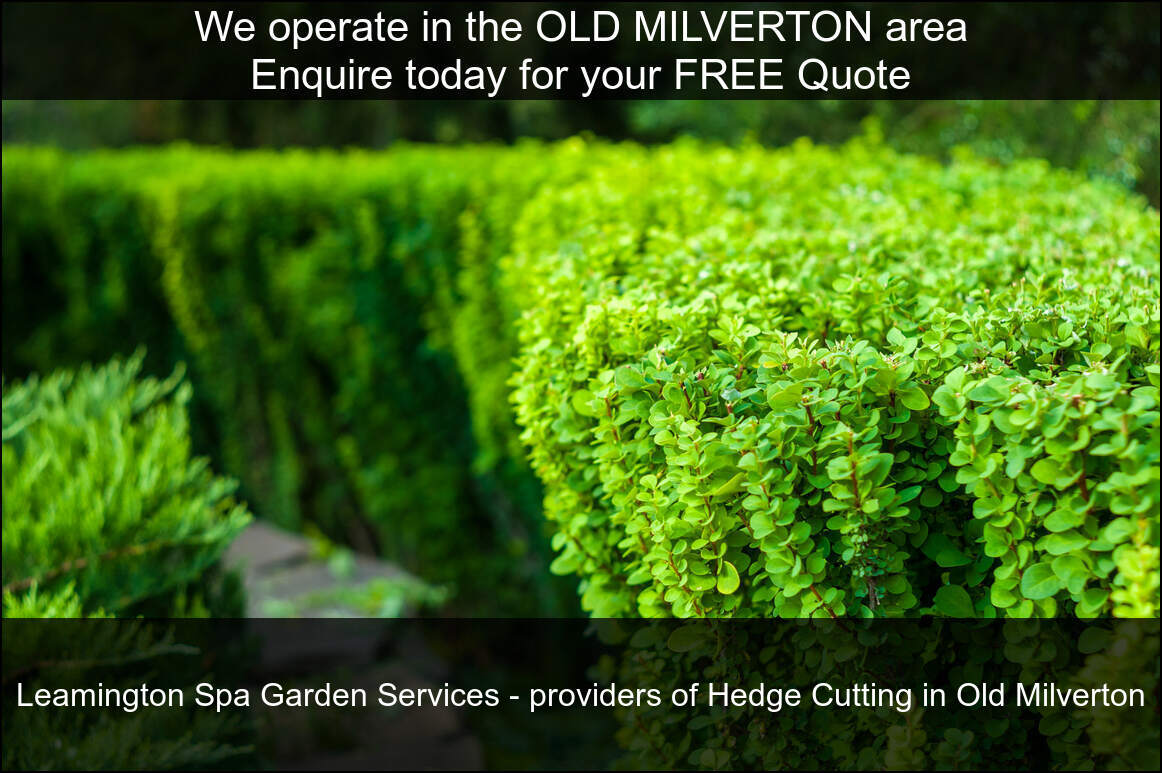 Old Milverton hedges cut by us